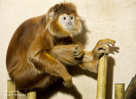 Budapest Zoo