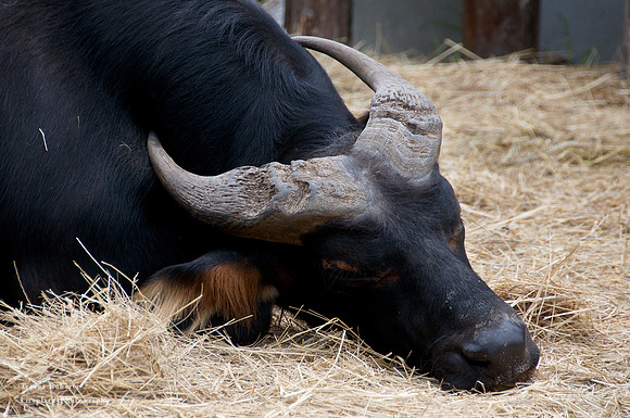 Budapest Zoo