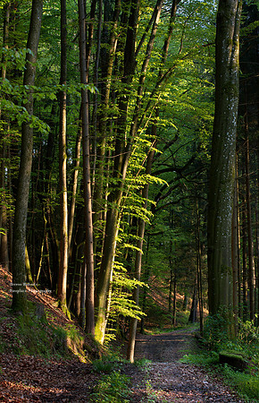 Forest walk in Pilsbach