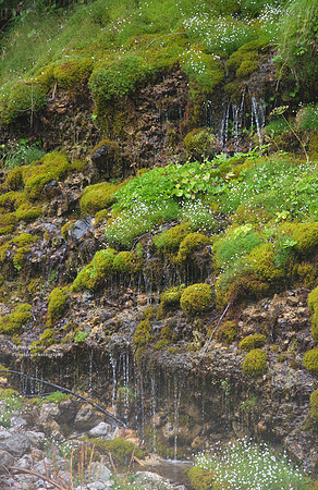 Weeping wall