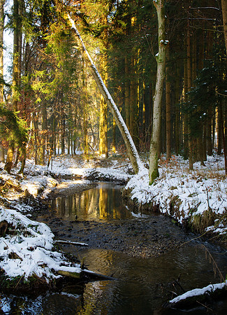 Pure yellow light along the forest stream
