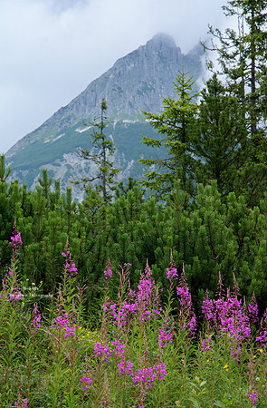 Just outside the  Zapfelalm
