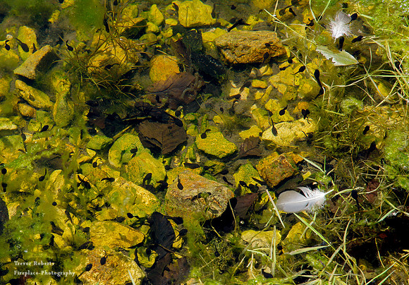 Just a few of the millions of tadpoles