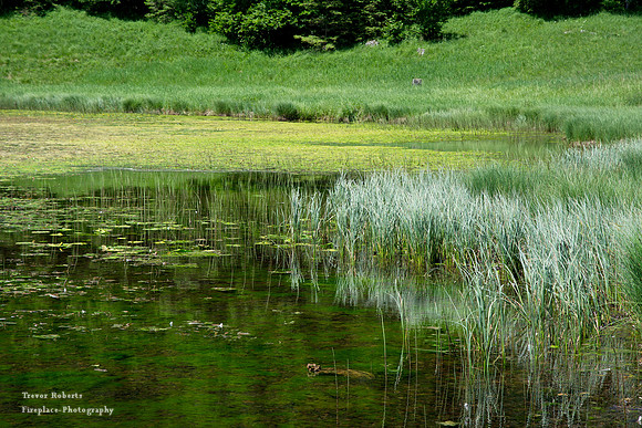 Haleswiesee