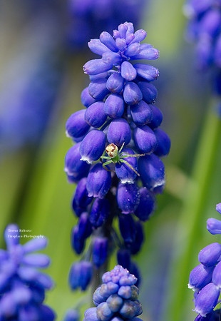 Grape Hyacinth  with a spider