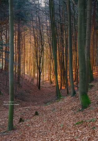 Forest Glow