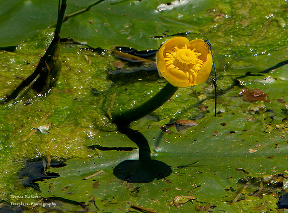 A water lilly on the Haleswiesee