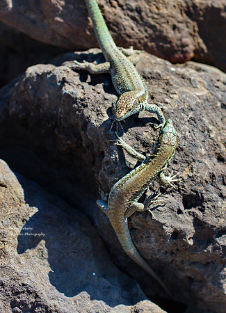 Lizards