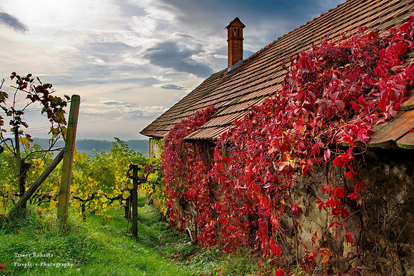 At the edge of the Vineyard