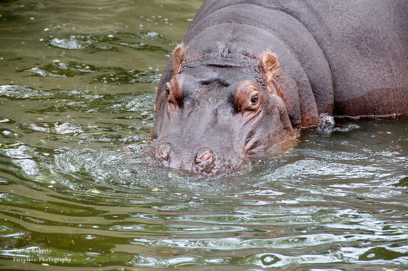 Budapest Zoo
