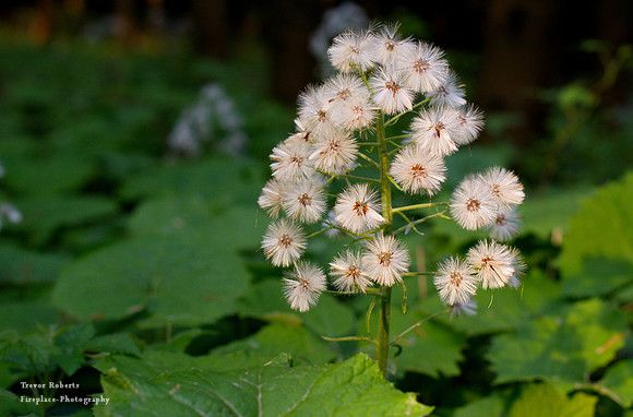 light catching a flowering plant in the forest