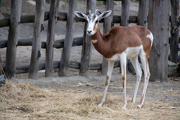Budapest Zoo