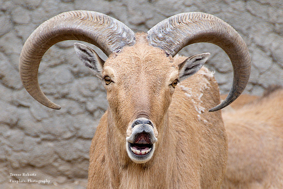 Budapest Zoo