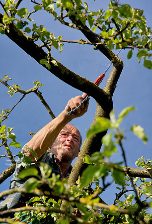 Ein alte Apfelbaum wird veredelt 1