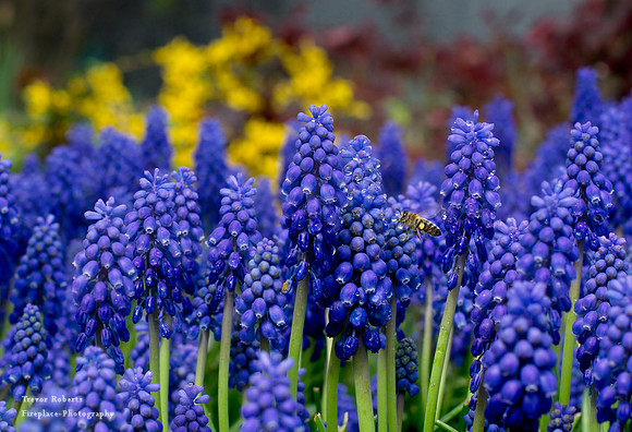 Blue Grape Hyacinth with a splash of red &  yellow