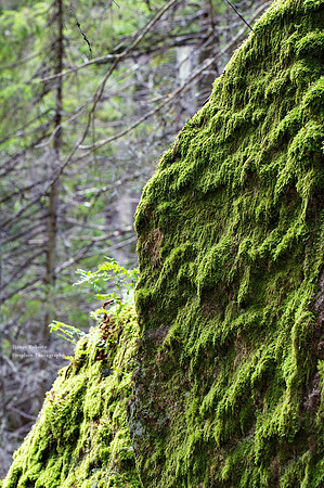 Mossy wall in Tividen
