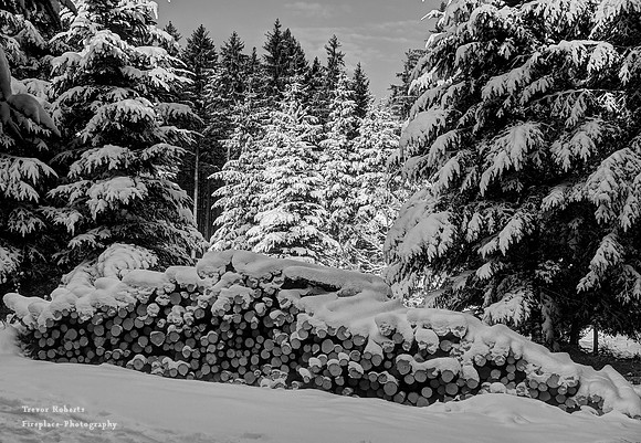 Pfarrerwald, Winter 2017 Bright trees B&W