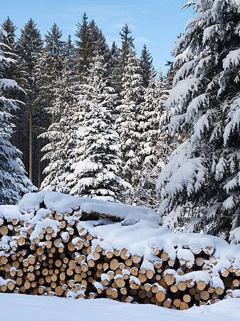 Pfarrerwald, Winter 2017 Colour
