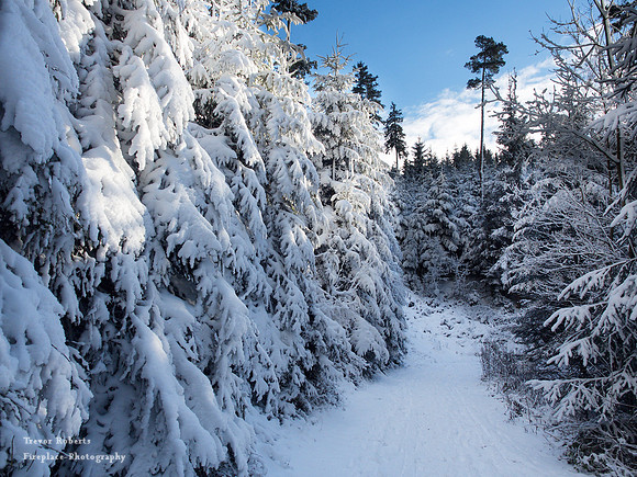 Pfarrerwald, Winter 2017 blue snow
