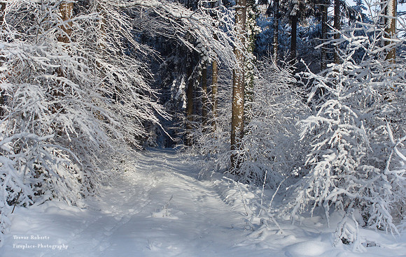 Pfarrerwald, Winter 2017 dark path