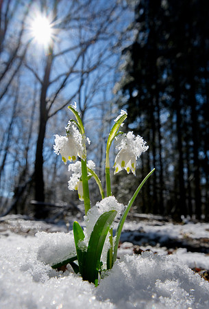 Winter makes a guest appearance in Pilsbach 1