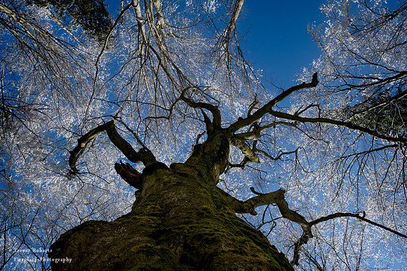 Winter makes a guest appearance in Pilsbach 4