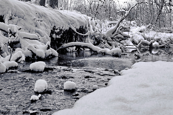 Cold snow  in Black and White