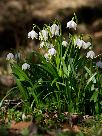 Spring snowflake 2017