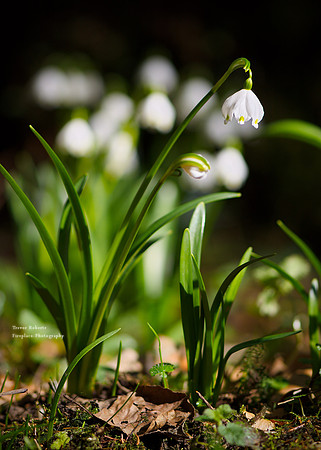 Spring snowflake