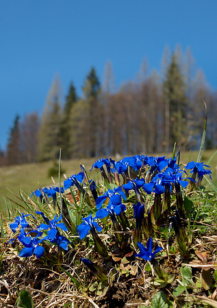 Enzian - Eisenau Alm