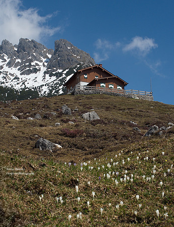 Crocus fields on the way to Erichhütte