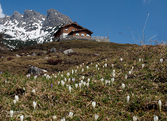 Crocus fields on the way to Erichhütte