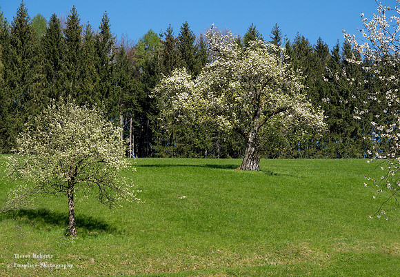 Survived the frost at Laudachsee April 30th 2017