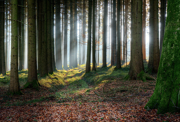 Enchanting forest light