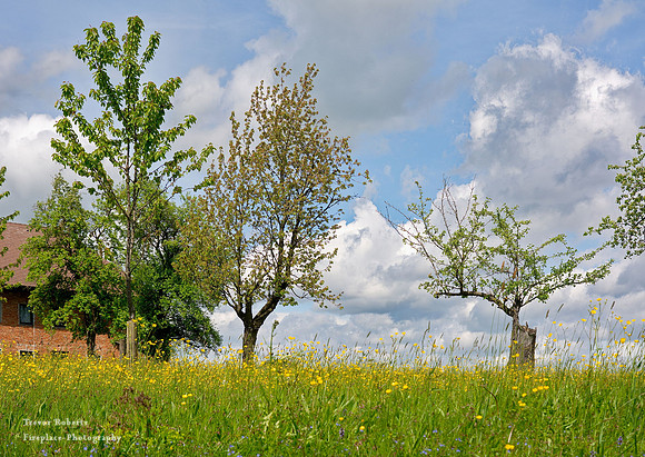 Along the Hohenweg.