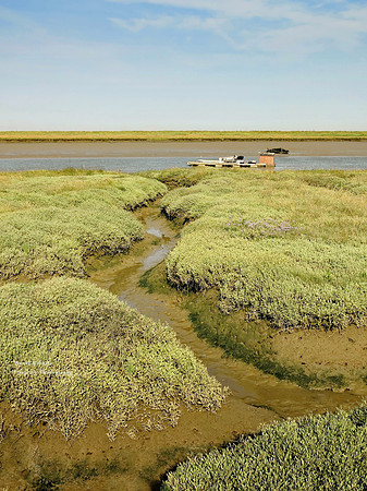 Muddy streams on the Essex estuaries
