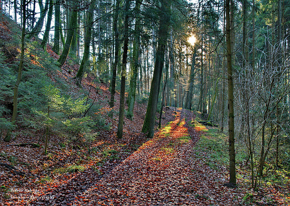 Light on the forest path