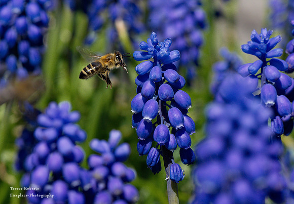 Flying by the Grape Hyacinths