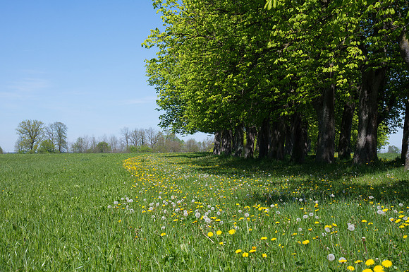 Chesnut tree alley just before the impressive bloom