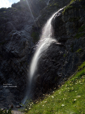 "Seagull in the sun" Riedinger Waterfalls Aug 2017