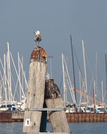 The lagoon, on the way to Venice  6