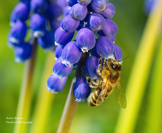 Grape Hyacinth -close up