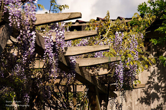 Wisteria Flowering in the garden