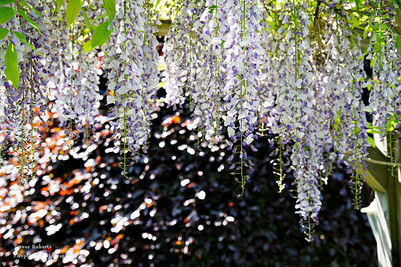 Wisteria Flowering in front of our red beech tree