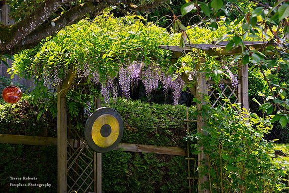 Wisteria Flowering in the garden by the dinner Gong