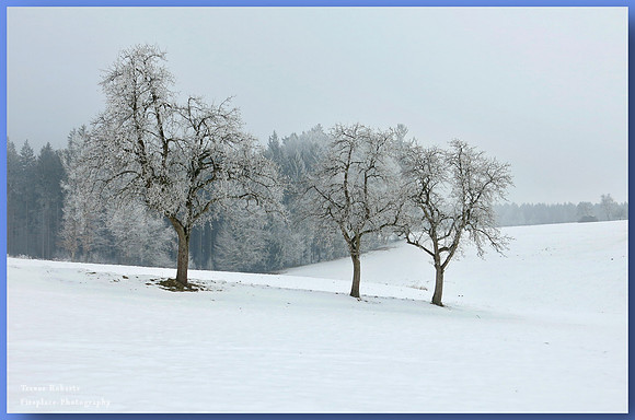 3 Frosty trees in Kirchstetten