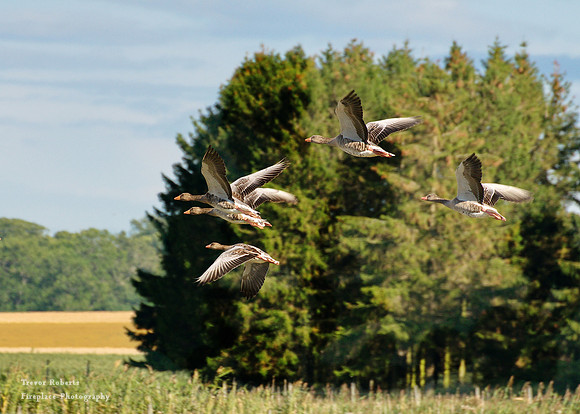 Geese taking off in the national park at xxx