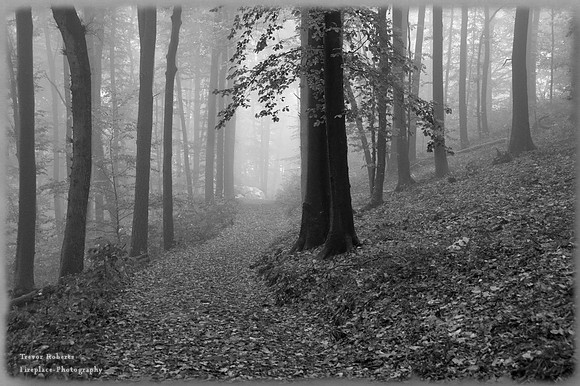 Morning mist along the path