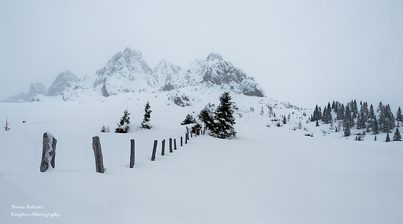 Minimalistic image  with a few fence posts and trees