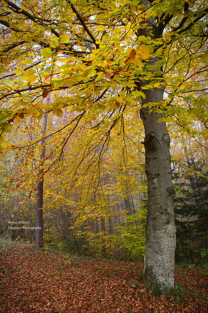 Misty Autumn tree